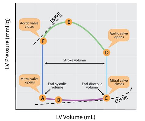 pressure volume loop relationships